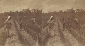 أرز العزق ، 1876-1888. بواسطة O. بيير هافينز