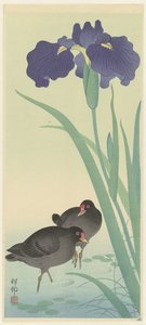 Moorhens والقزحية. بواسطة واتانابي شوزابورو