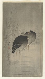 Moorhens بين القصب بواسطة ماتسوكي هيكيتشي