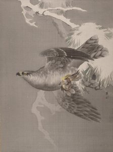 هوك يحمل طائرًا صغيرًا ، كاليفورنيا. 1891-92. بواسطة اوكادا بايسون