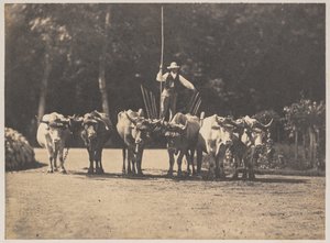 فريق Six Oxen مع سائقهم