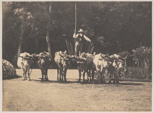 فريق Six Oxen مع سائقهم ، c. 1853.