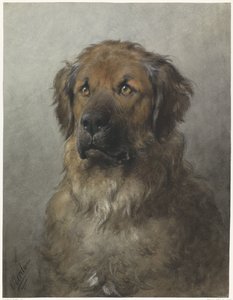 رئيس Leonberger رأس ليونبيرجر من الأمام بواسطة أوتو إيريلمان