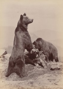 [اثنان من الدببة] ، 1889. بواسطة Ottomar Anschütz