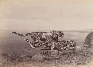 [اثنان من الفهود] ، 1888. بواسطة Ottomar Anschütz
