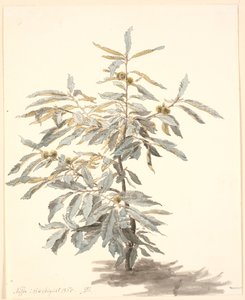 دراسة شجرة كستناء صغيرة بواسطة PC Skovgaard