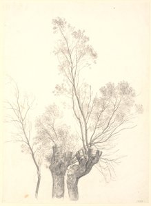 دراسة الصفصاف المتقزم. بواسطة PC Skovgaard