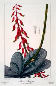 لغة الصبار ، حانة. 1836. بواسطة باناكري بيسا
