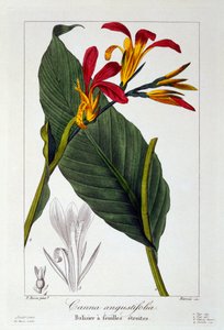 قنا أو زهرة الطلقة الهندية ، حانة. 1836. بواسطة باناكري بيسا