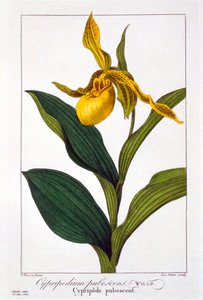 سيبريديوم ، حانة. 1836. بواسطة باناكري بيسا