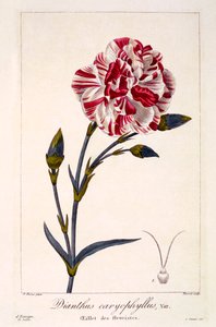 Dianthus caryophyllus ، حانة. 1836. بواسطة باناكري بيسا