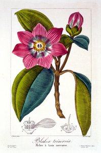 ميلير ، حانة. 1836. بواسطة باناكري بيسا