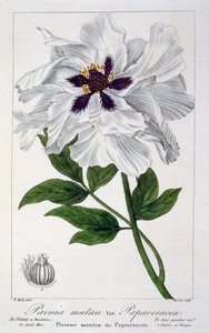 بيونيا سوفروتيكوزا ، حانة. 1836. بواسطة باناكري بيسا