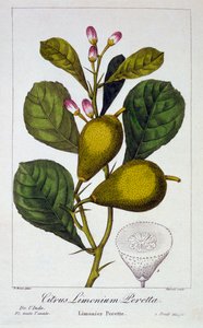 بيريتا ليمون ، حانة. 1836. بواسطة باناكري بيسا