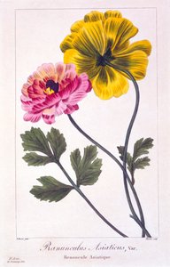 الحوذان الفارسية ، حانة. 1836. بواسطة باناكري بيسا