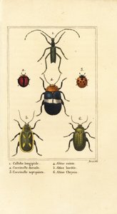 Callidium longipes 1 ، الدعسوقة ، Jauravia dorsalis 2 ، Coccinella septempunctata 3 ، خنافس البرغوث ، Altica cincta 4 ، Altica emarginata 5 ، Altica chrysis 6 بواسطة بانكريس (بعد) بيسا