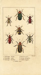خنفساء الأوراق ، Galeruca شكل 1 ، Aulacophora anal 2 ، 3 Cyclotrypema areata ، Donace viltata 4 ، خنفساء اللحاء المسطحة ، Cucujus clavipes 5 ، 6 و Pyrrhidium blood Chlorophorus قائمة 7 بواسطة بانكريس (بعد) بيسا