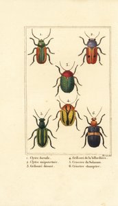 خنافس الأوراق: Smaragdina limbata 1 و Clytra laeviuscula 2 و Cryptocephalus beetles 3،4 و Crioceris solani 5 و Chrysomela campestris 6