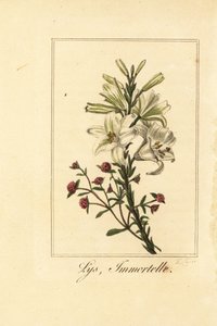 الزنبق والأحمر الدائم ، Lys and Immortelle ، Lilium و Pyrethrum Bloody