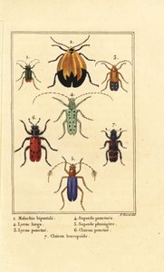 خنفساء الملكيت ، Malachius bipustulatus 1 ، الخنافس الشبكية الأجنحة ، Lycus melanurus 2 ، Lycus punctatus 3 ، Saperda punctata 4 ، الأنواع Saperda 5 ، Trichodes octopunctatus 6 و Trichodes apiarius 7