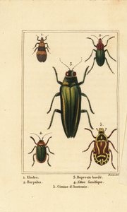 خنفساء المستنقعات ، Elodes 1 ، Harpalus beetle 2 ، خنفساء الجواهر ، Buprestis 3 ، خنفساء البرغوث ، Altica famelica 4 ، و Rose Chafer ، أنواع Cetonia 5 بواسطة بانكريس (بعد) بيسا