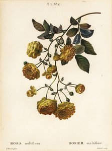 Multiflora rose or Japanese rose, Rosa multiflora, Rosier multifore