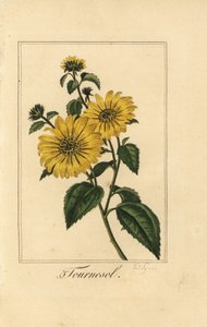 Sunflower, tournesol, Helianthus annuus بواسطة بانكريس (بعد) بيسا