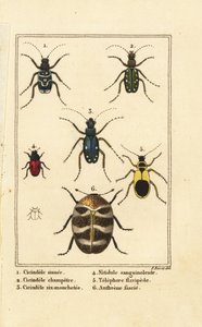 Tiger beetles ، Cicindela sinuata 1 ، Cicindela campestris 2 ، Cicindela sexguttata 3 ، Nitidula sanguinolenta 4 ، خنفساء السجاد المتنوعة ، Telephore flavipede 5 ، Anthrenus verbasci 6
