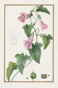 (نباتي: Maurándia semperflorens) بواسطة Pancrace Bessa