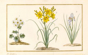 Annemone ، Hemerocale و Iris (التفاصيل) (الجرافيت ، مرحاض لون الجسم على الرق) بواسطة Pancrace Bessa