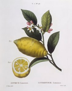 Lemon (Citrus limonium), Henry Louis Duhamel du Monceau, botanical plate by Pancrace Bessa بواسطة Pancrace Bessa