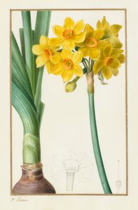 Polyanthus أو Cluster Narcissus (نباتي: Narcissus tazetta) بواسطة Pancrace Bessa