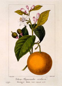 البرتقال الحلو: Citrus sinensis var. Bigaradia violacea ، 1836 (نقش يدوي) بواسطة Pancrace Bessa