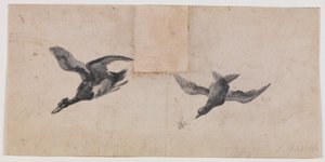 طائران طائران بواسطة Pandolfo Reschi