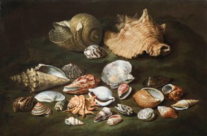 "" الحياة الساكنة مع الأصداف "(حياة ثابتة مع أصداف) لوحة لباولو بوربورا (1617-1673) ، - ألوان زيتية على قماش ، مقاس 44.5 × 67 سم Fondation Custodia