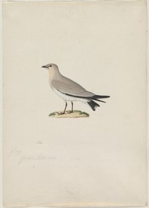 Pratincole Glareola lactea صغير ، القرن التاسع عشر. بواسطة بول هويت