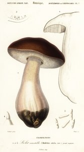 Cep ، بيني بون ، بورسينو أو فطر بورسيني ، بوليتوس إديوليس. ، 1849 (نقش) بواسطة بول لويس أودارت