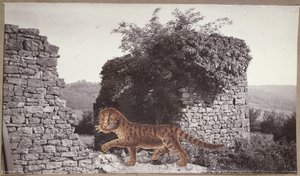 النمر ، النمر ، 1938 (كلية) بواسطة بول ناش