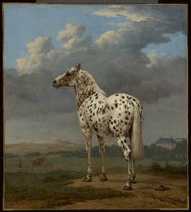 الحصان "بيبالد"، حوالي 1650-1654 (لوحة زيتية على قماش)