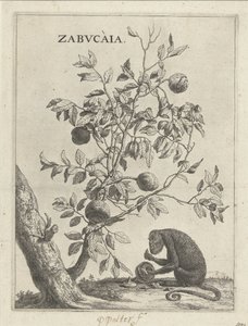 Zabucaiaboom في aap واحد Zabvcàia (العنوان على الكائن) بواسطة بول بوتر