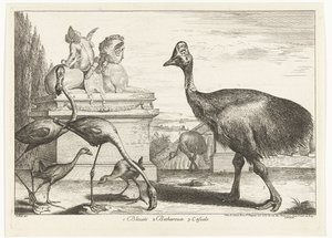 Cassowaries ، طائر النحام الأرجواني وطيور النحام 1. Bleuets 2 Becharoux 3. Casuels (العنوان على الكائن) طيور من حديقة حيوانات فرساي (عنوان السلسلة)
