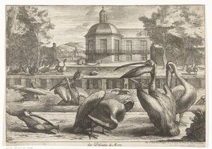 البجع des Pelicans de Mere (العنوان على الكائن) طيور من حديقة حيوانات فرساي (عنوان السلسلة)