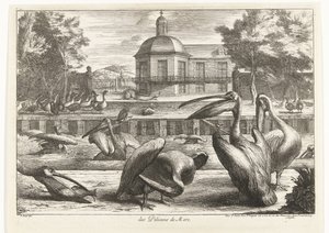 البجع des Pelicans de Mere (العنوان على الكائن) طيور من حديقة حيوانات فرساي (عنوان السلسلة)