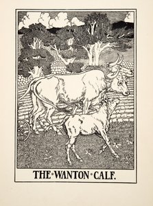 The Wanton Calf ، من مائة حكاية إيسوب ، حانة 1903