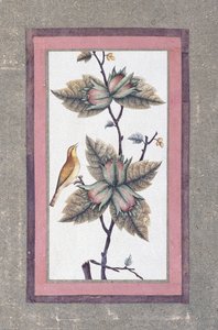 دراسة الطيور والزهور ، ج .1780