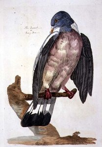 The Queest أو Ring Dove ، لوحة من "علم الحيوان البريطاني ، الفئة الثانية: الطيور" ، نقش بواسطة بيتر مازيل (1761-97) 1766 (نقش)