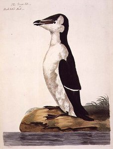 Razorbill (Alca torda) أو Black-Billed Auk ، لوحة من "علم الحيوان البريطاني ، الفئة الثانية: الطيور" ، نقش بواسطة بيتر مازيل (1761-97) 1766 (نقش)