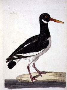 فطيرة البحر أو صائد المحار (Haematopus ostralegus) لوحة من "علم الحيوان البريطاني ، الفئة الثانية: الطيور" ، نقشها بيتر مازيل (1761-97) 1766 (نقش)