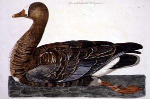 لوحة الأوزة البيضاء الأمامية (Anser albifrons) من "علم الحيوان البريطاني ، الفئة الثانية: الطيور" ، نقشها بيتر مازيل (من 1761 إلى 1797) 1766 (نقش)