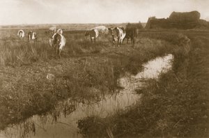 الماشية في الأهوار ، 1886